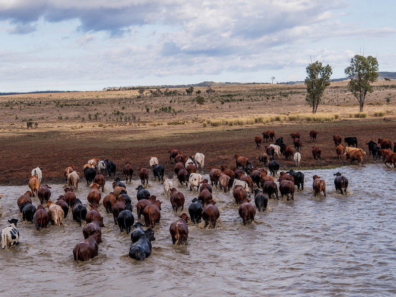 Коровы Австралии